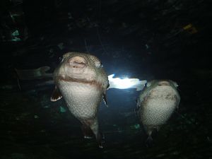 DSCF6293.JPG