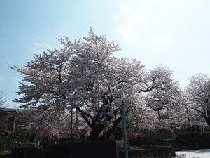 sakura.jpg