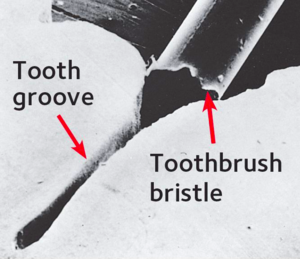 Toothbrush.png